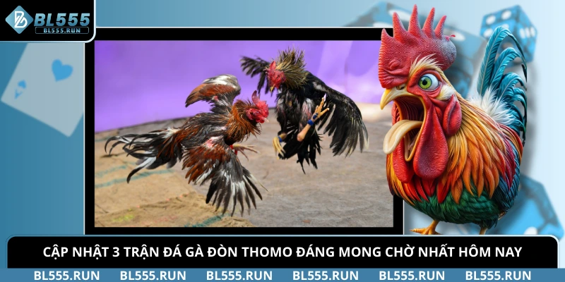 Cập Nhật 3 Trận Đá Gà Đòn Thomo Đáng Mong Chờ Nhất Hôm Nay